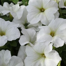 Петунія Еспресо гранде Вайт F1 (White) 