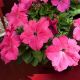Эспрессо гранде Пинк F1 (Pink) семена петунии грандифлора 18-23 см (Floranova)
