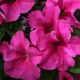 Эспрессо гранде Пинк F1 (Pink) семена петунии грандифлора 18-23 см (Floranova)