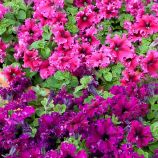 Петунія Еспресо Фраппе Мікс F1 (mix) 