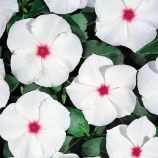 Катарантус Хетвейв пепермінт 