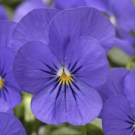 Виола Пенни F1 синяя (blue) 