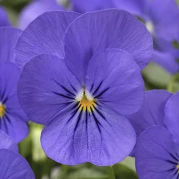 Виола Пенни F1 синяя (blue) 