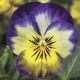 Віола Пенні F1 прімроз пікоте (primrose picotee)