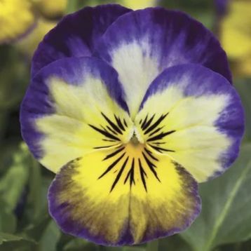 Віола Пенні F1 прімроз пікоте (primrose picotee)