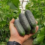 Огурец Стентор F1 