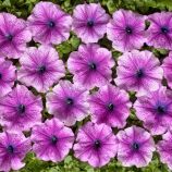 Петунія Брігітта F1 фіолетова з прожилками