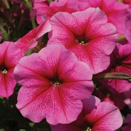 Петуния София F1 розовая с прожилками