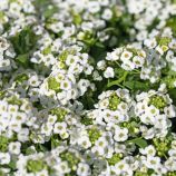 Алісум Сніговий килим білий (white) 