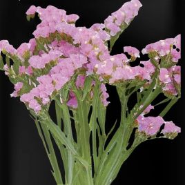 Кермек Американ Бьюті рожевий (pink)
