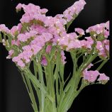 Кермек Американ Бьюти розовый (pink) 