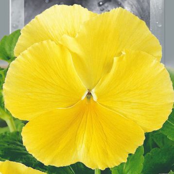 Віола Швейцарський гігант жовтий 