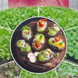 Микрозелень редиса Сангрия красная 