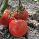 Томат Ф155 F1 (F155 F1) 