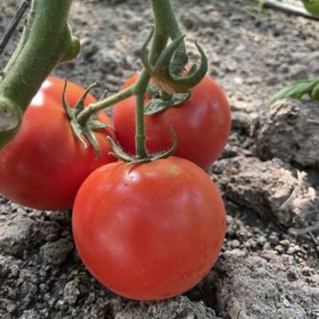 Томат Ф155 F1 (F155 F1) 