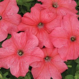 Петуния Млади F1 лососевая