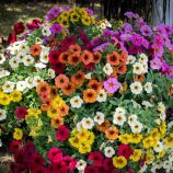 Петунія Зорепад F1 суміш 