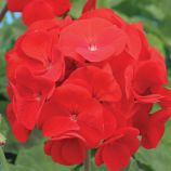 Пеларгония Алена F1 темно-красная