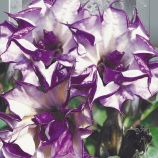 Датура махровая фиолетовая 