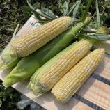 Дефендер F1 (ESB74F1) семена кукурузы суперсладкой Sh2 ранней 74 дн. 21-22 см биколор (Spark Seeds)