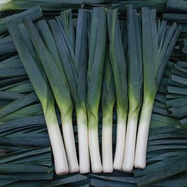 Лук-порей Осло F1 (Oslo F1)