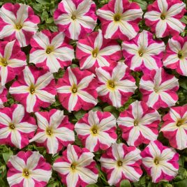 Петуния Белинда F1 розово-белая звезда