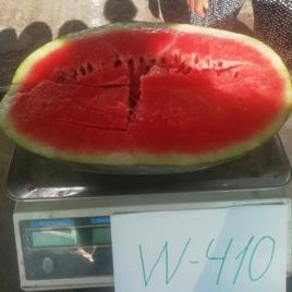 W410 F1 семена арбуза тип кр.св. раннего 65-68 дн 10-12 кг удл. (Spark Seeds)