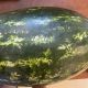 W410 F1 семена арбуза тип кр.св. раннего 65-68 дн 10-12 кг удл. (Spark Seeds)