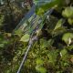 Тент камуфляж водонепроницаемый CAMOforest 90 гр/м² 