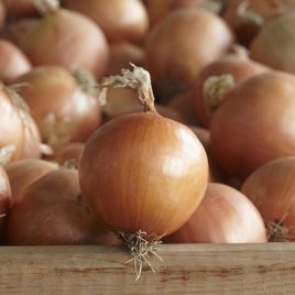 Лук Диско F1