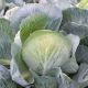 Коронейшн F1 семена капусты б/к поздней 120 дн. 2-4 кг окр. (Takii Seeds)