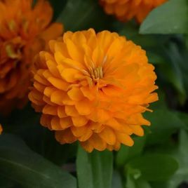 Циннія Сахара F1 помаранчева (orange)