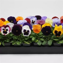 Виола Матрикс F1 смесь (mix) 