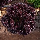 Салат Акане