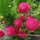 Айстра Болеро рожева (Pink) 