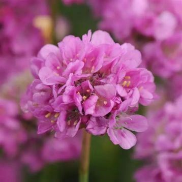 Балерина лиловая (lilac) семена армерии (Pan American)