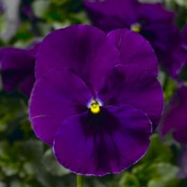 Виола Фино F1 фиолетовая (Violet)