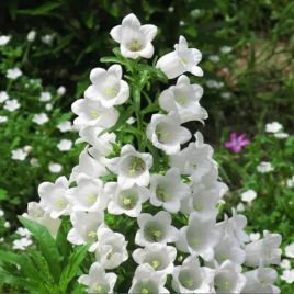 Дзвіночки середні білі (white) 