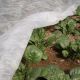 Агроволокно белое (плотность 40г/м2) (Agreen)