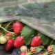Агроволокно белое (плотность 40г/м2) (Agreen)