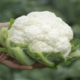 Капуста Пакстон F1 (Paxton) 