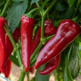 Перец Мерсиса F1 (Mersisa RZ) 