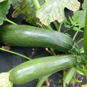 Цукіні Джигонал 