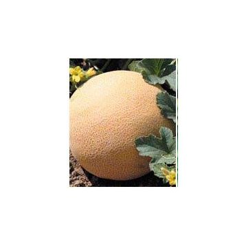 Сега F1 семена дыни тип Галия (May Seeds)