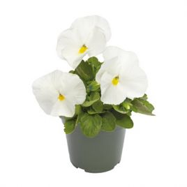 Виола Инспаер Делюкс F1 белая 