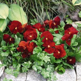 Виола Инспаер F1 скарлет 