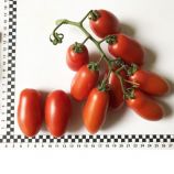Томат Визард F1 (6708 F1) 