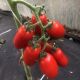 Томат Визард F1 (6708 F1) 