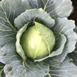 Капуста Вирджиния F1 