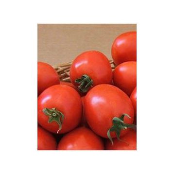 Лидия F1 семена томата дет. (May Seeds)